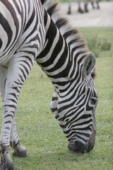 Fototapeta na wymiar feeding zebra