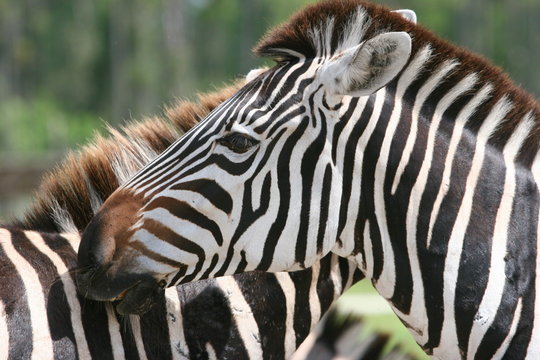 zebra couples