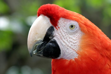 Scarlet Macaw