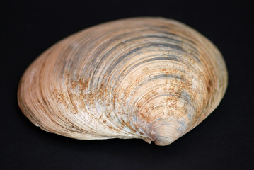 Shell