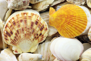 Sea Shells