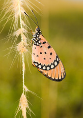 Tawny Coaster Butterfly on Drenched Grass Flowers