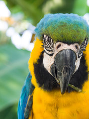 Macaw's Stare