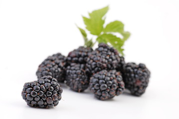 brombeere - blackberry