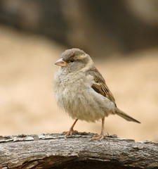 Sparrow.
