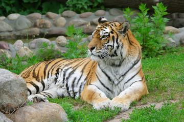 Tiger.