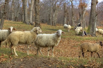 Fototapeta premium pecore