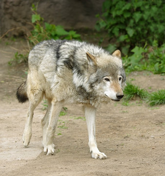 Wolf.