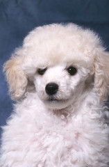chiot caniche