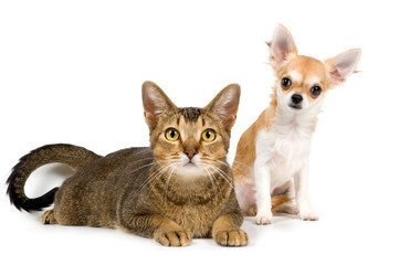 The puppy chihuahua and cat in studio on a neutral background