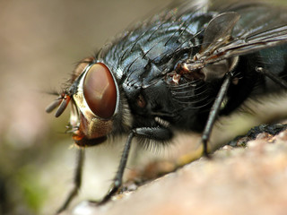 Blaue Schmeissfliege_01