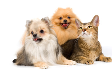 Two spitz-dogs and cat in studio on a neutral background