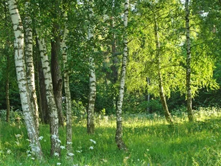 Printed roller blinds Birch grove birch grove