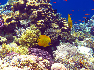 Naklejka na ściany i meble Coral reef in Red sea