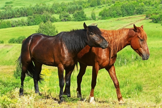 Two horses
