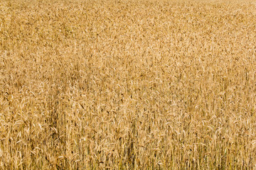 Wheat field background (rural landscape, horizontal view)