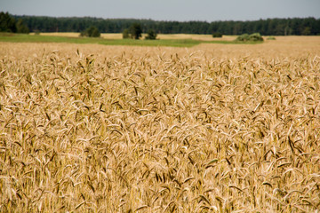 Rural landscape with wheat field foregroun
