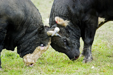 Bulls fighting on a meadow