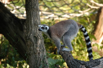 Fototapeta premium Lemuridae
