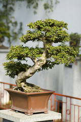 Bonzai tree