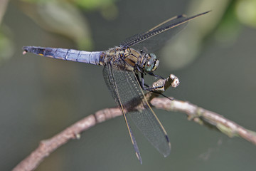 libellule bleue