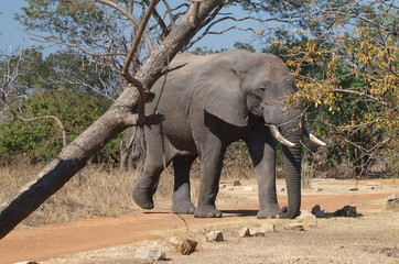 Elephant visiting Mukambi safari lodge
