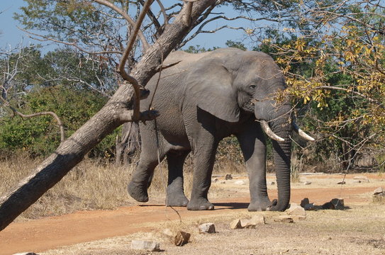 Fototapeta Elephant visiting Mukambi safari lodge