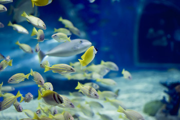 Various species of yellow fish in an aquarium