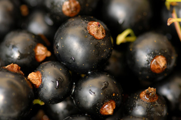 Johannisbeeren