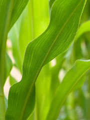 Closeup of a green corn field crop in Summer