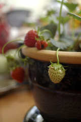 pot de fraises