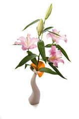 fresh cut Lily flower