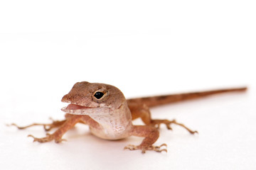 Gecko Portrait