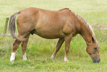 Naklejka na ściany i meble Horse on a background of a green field