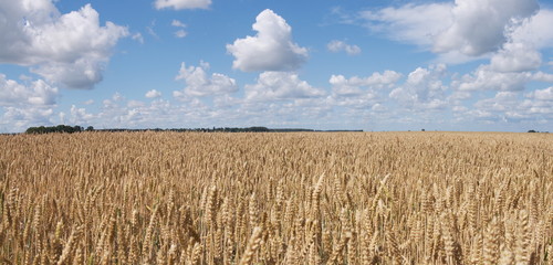 Wheat field panorama