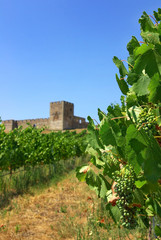 Fototapeta na wymiar Landscape with grapevines and an old castle.