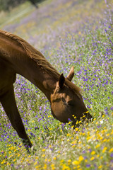 cheval dans un pré