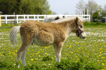 Obraz na płótnie Canvas Young horse foal in profile