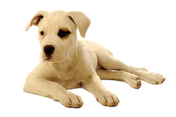 White puppy dog