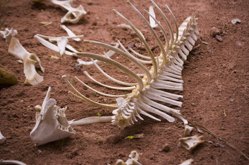 ossement dans le desert