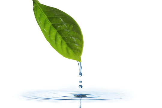 Water dripping of a leaf