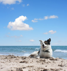 dog under blue sky