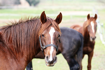 chevaux dans un pré