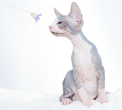 Funny sphinx cat with flower