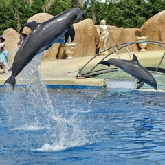 Schilderijen op glas dolfijn sprong © Photo Passion