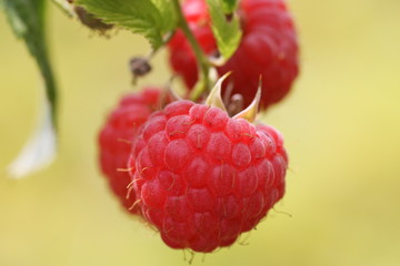 Himbeeren