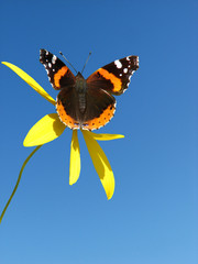 Butterfly on flower