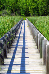 Wooden Boardwalk Cuts Through Tall Reeds
