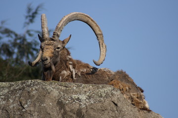 Steinbock