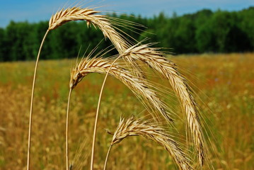 Ears of wheat.